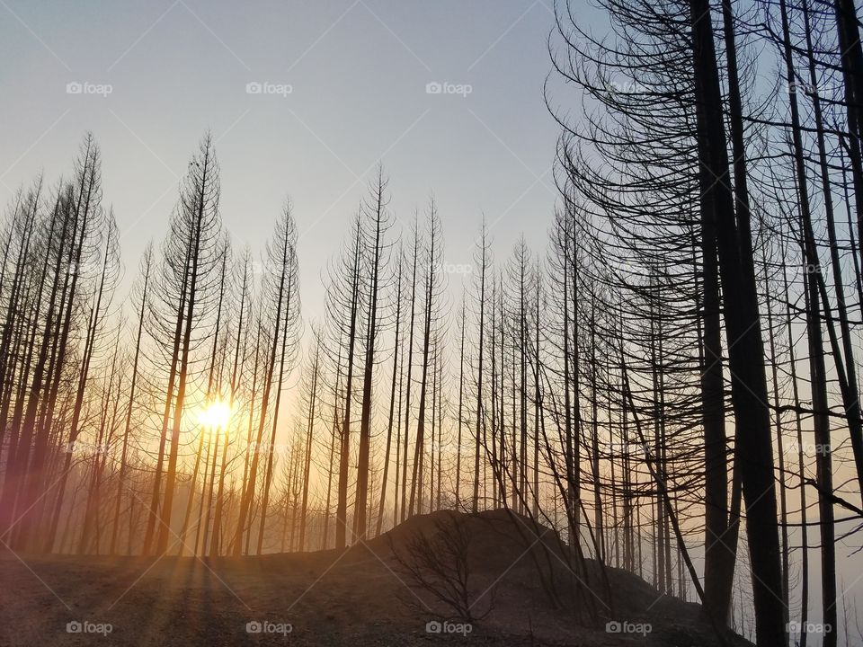 burned forest and smoke.