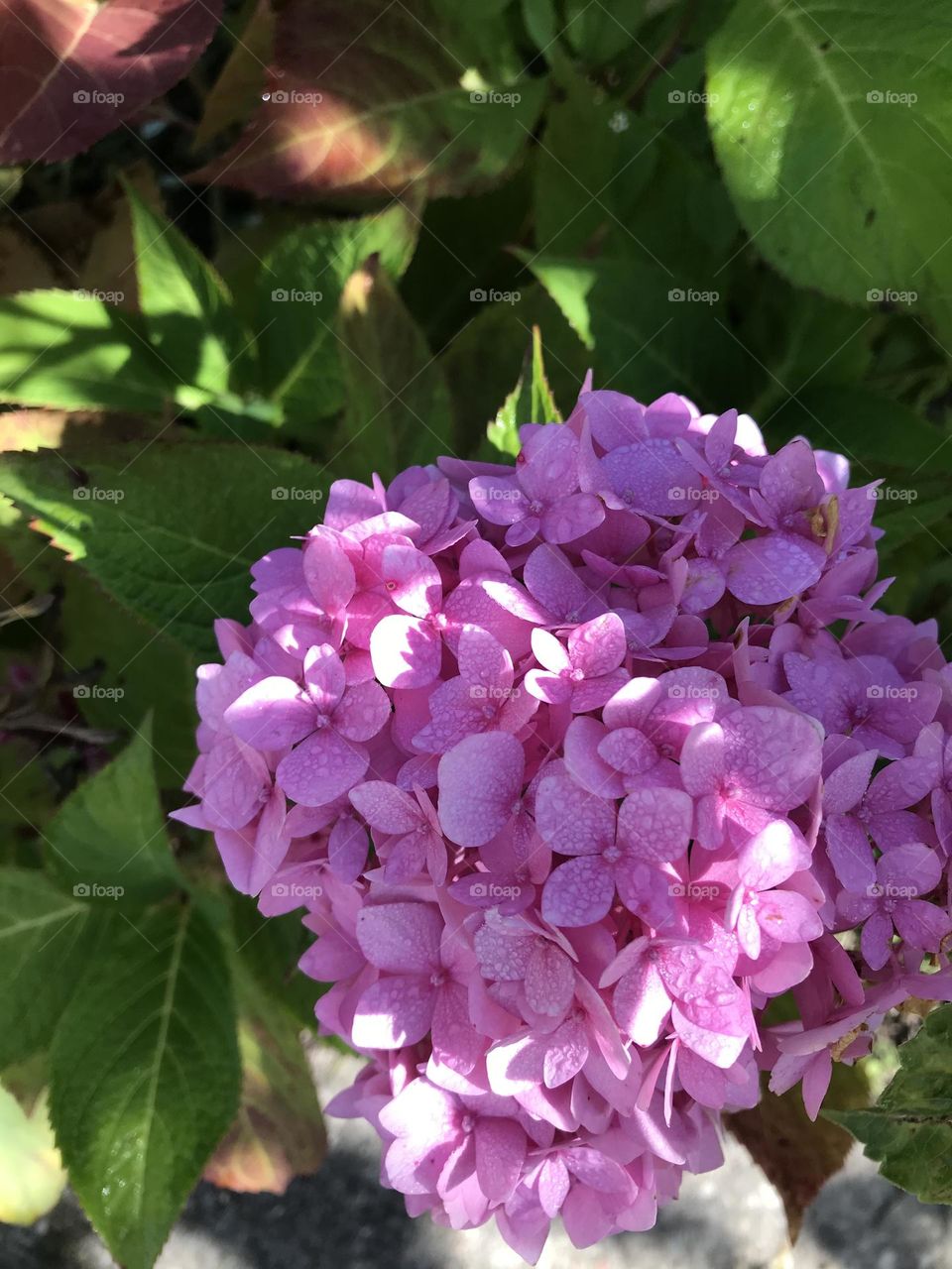 Pink flowers in garden 