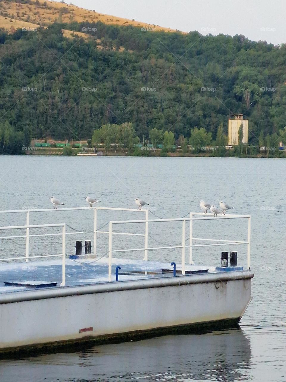 seagulls on the banks of the Danube river