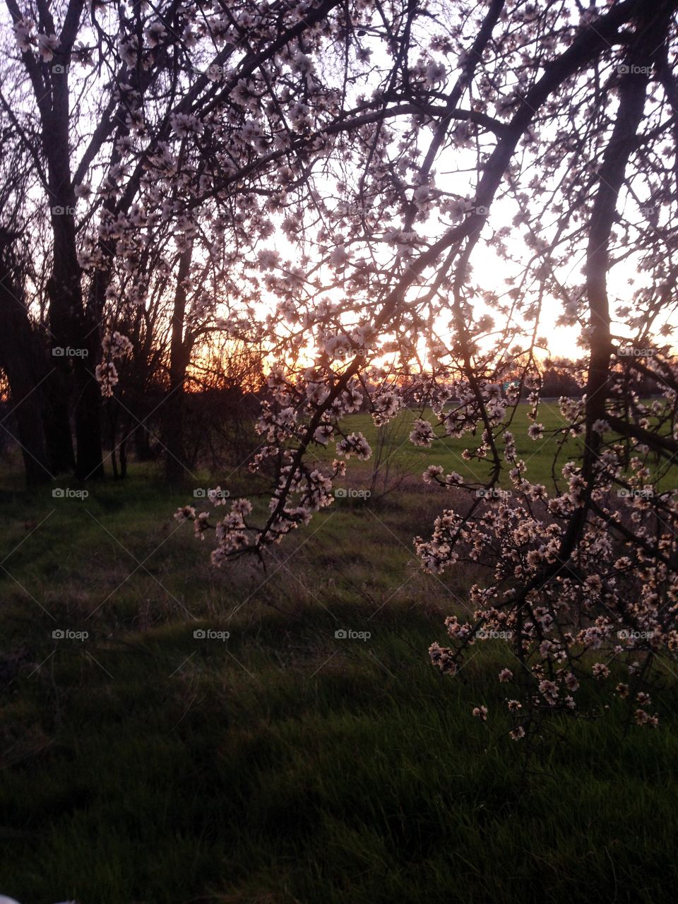 Almond blossoms resting on branches at sunset. Peaceful, happy, and beautiful. 