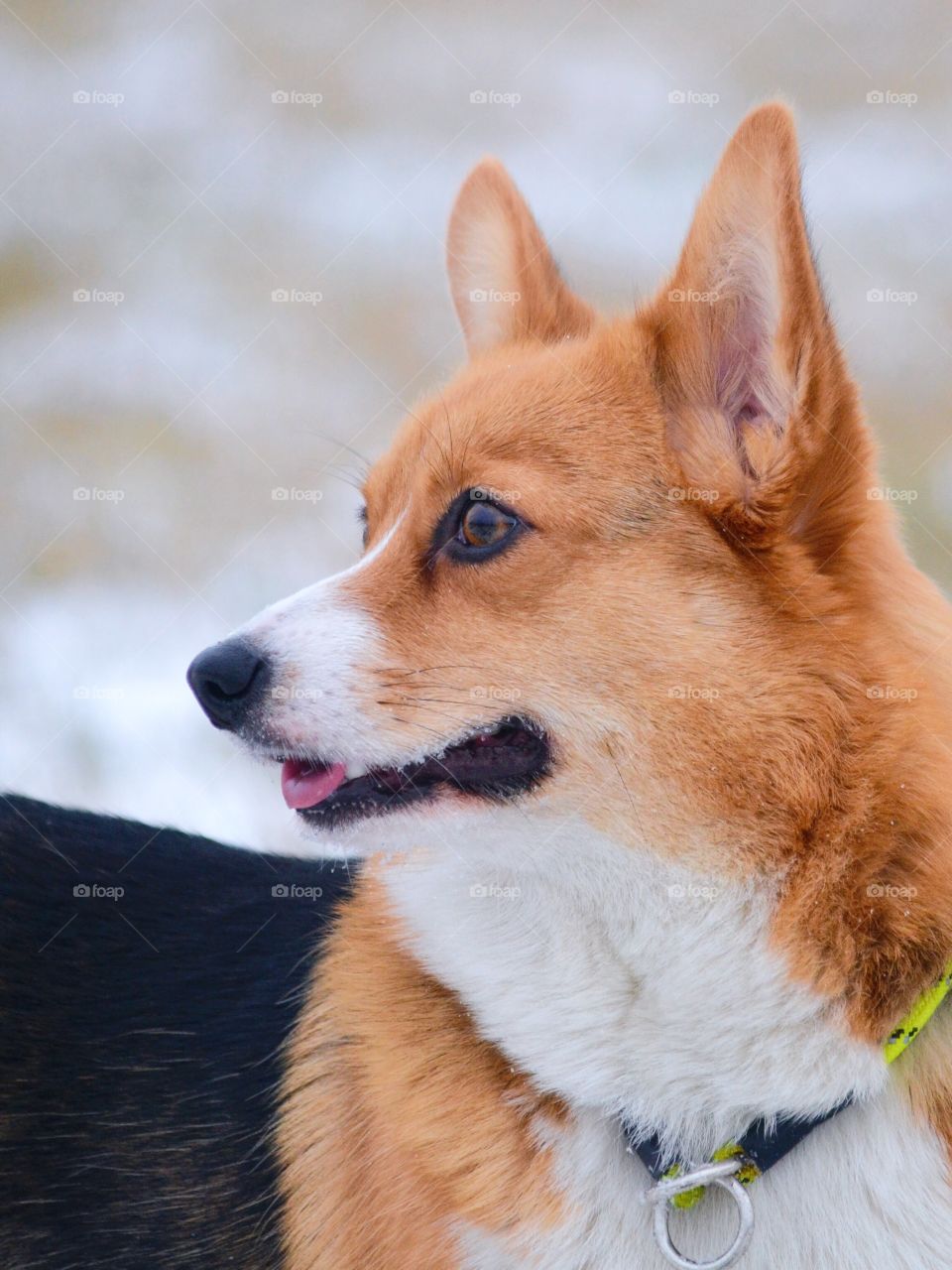 Welsh corgi pembroke