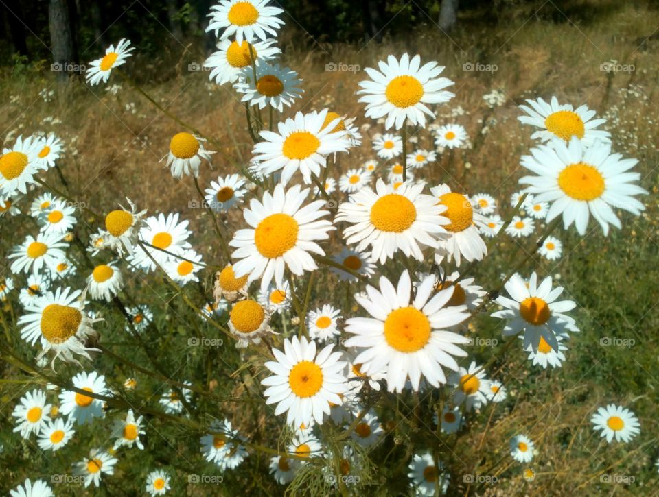 Flower, Nature, Flora, Summer, Hayfield