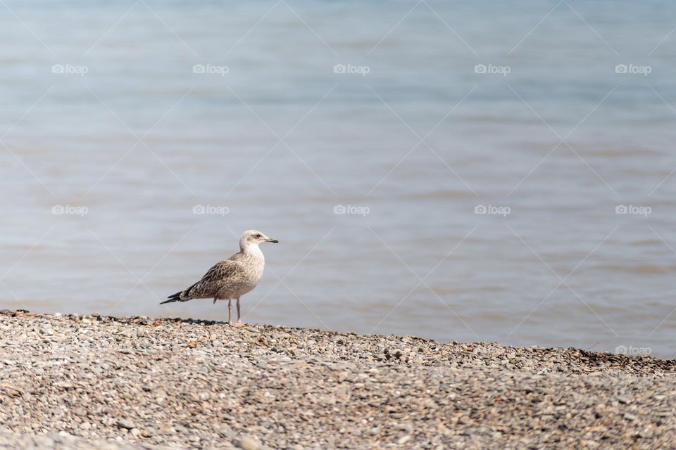 wildlife in the city