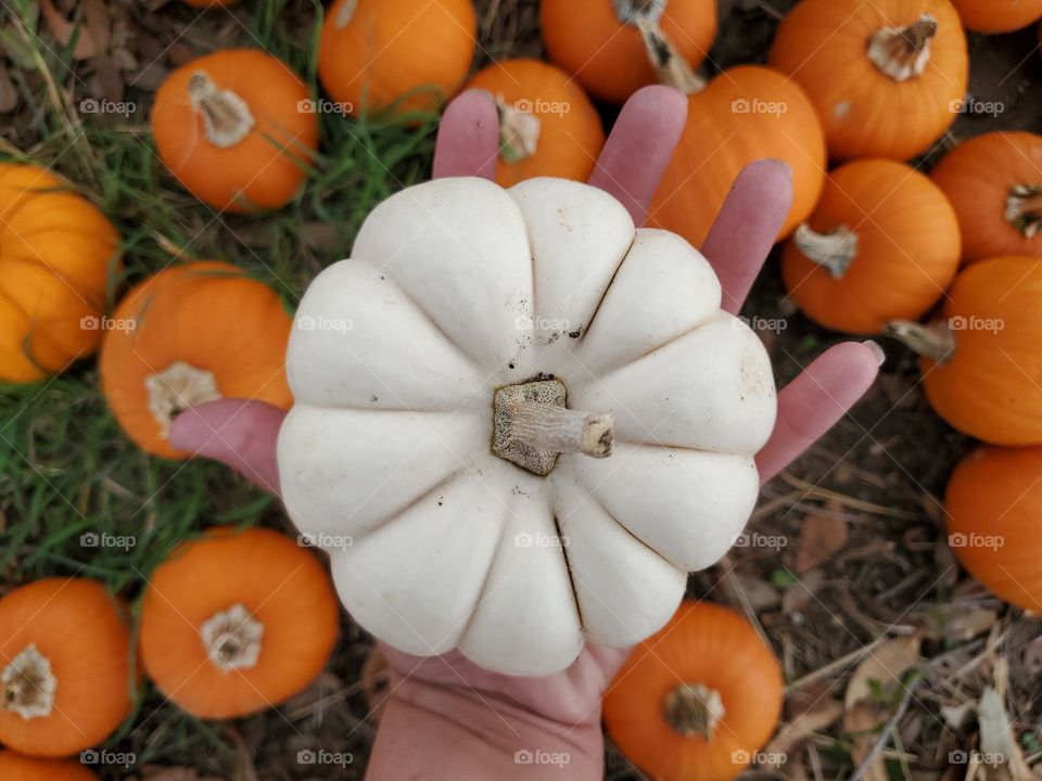 The lucky white pumpkin!