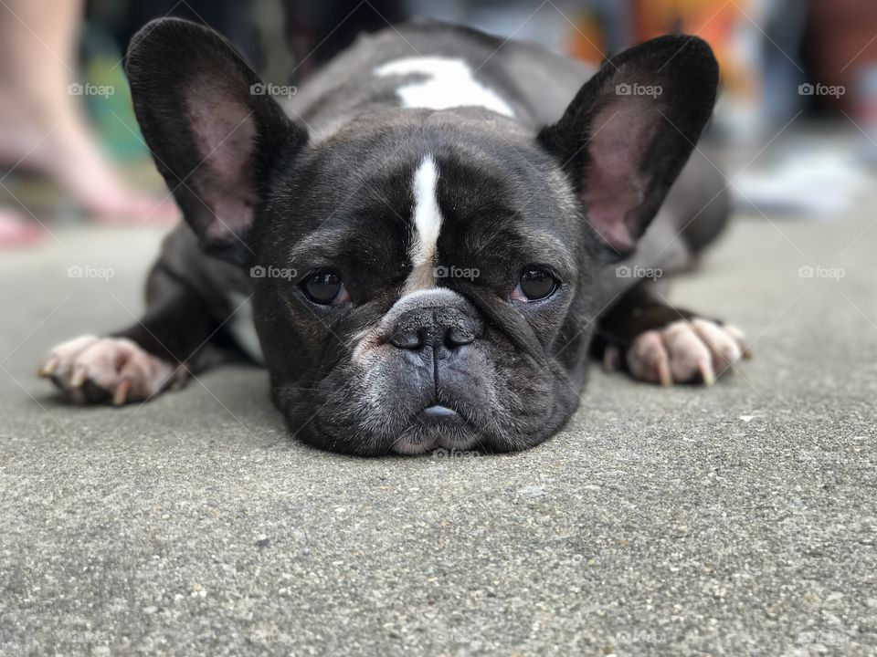 This is a picture taken with the iPhone 7 plus. This photo is of a French bulldog laying down on a paved driveway. She is black and white. She has big brown doggy eyes. She is a sleepy dog. The background is blurry or out of focus. Or in other words portrait mode. This photo was taken in Ohio 