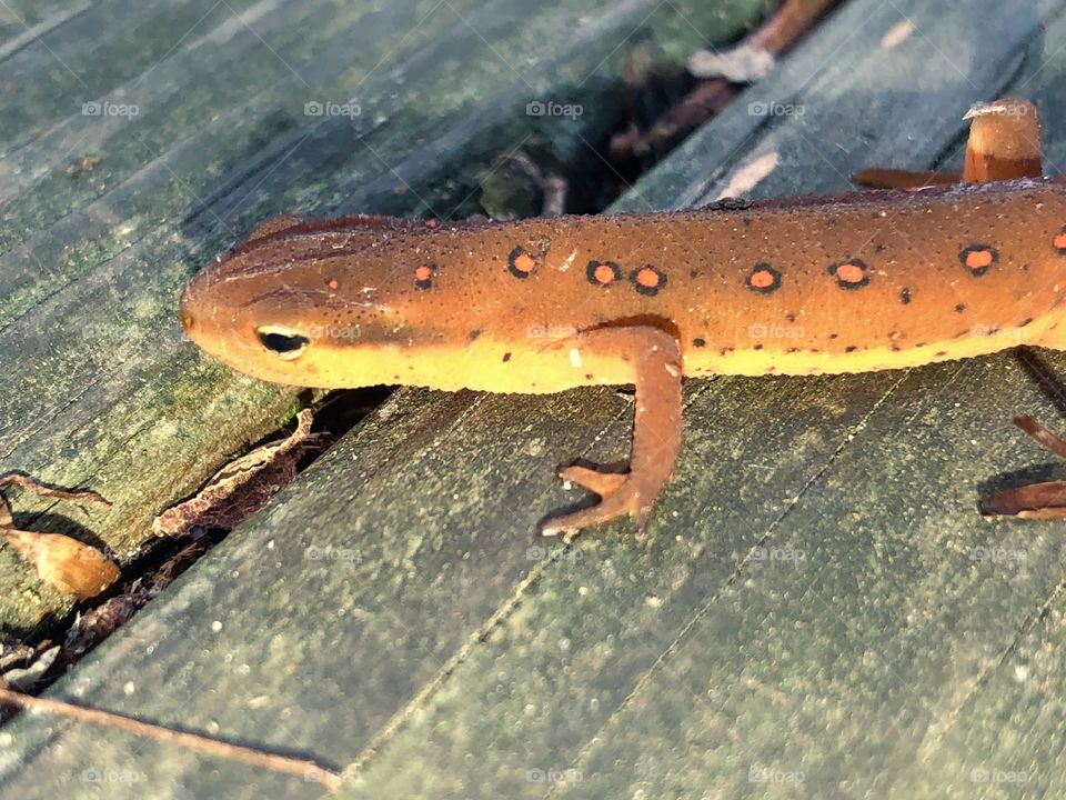 Pretty newt