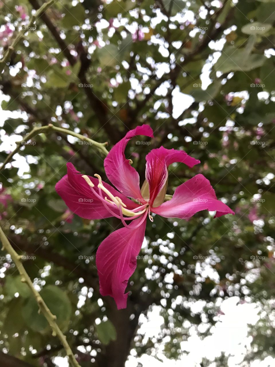 Pink Indian flower 
