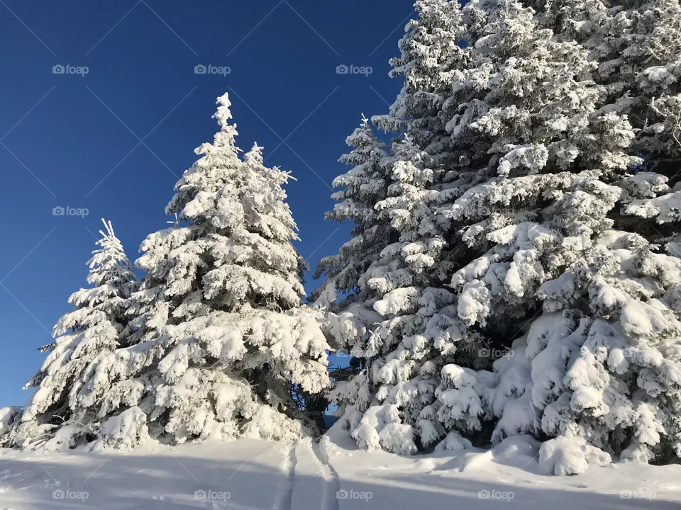 Winter 