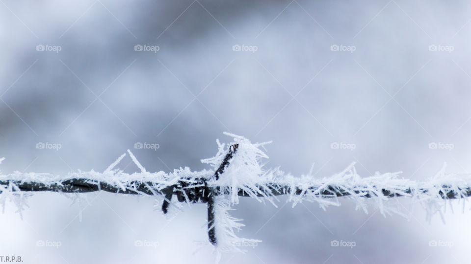 macro shot of barbed wire with frost created quickly as a fog bank froze over night