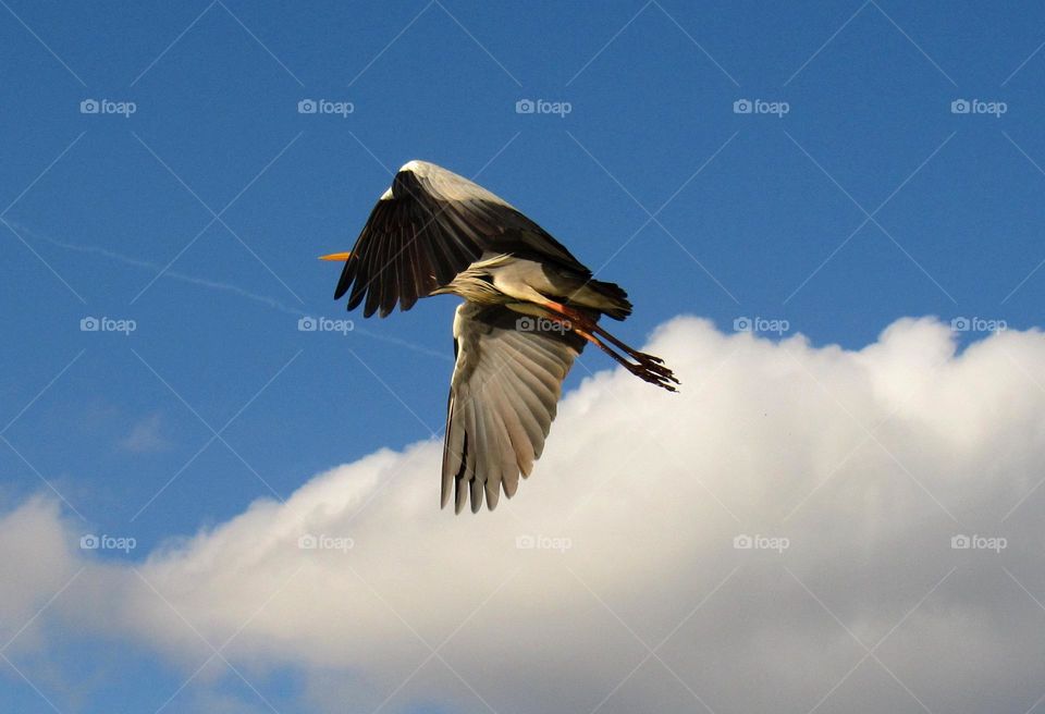 majestic heron