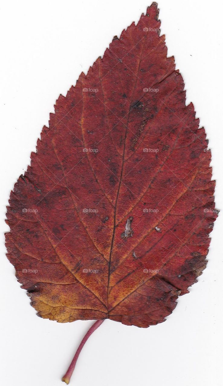 autumn leaf