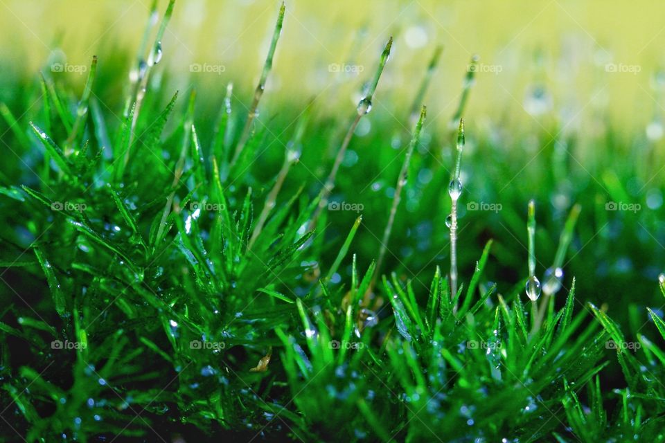 Macro of moss with rain drops