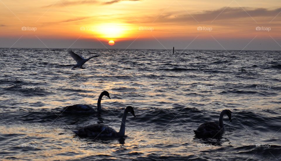 Swans in sea