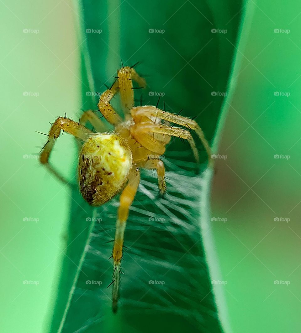 spider
