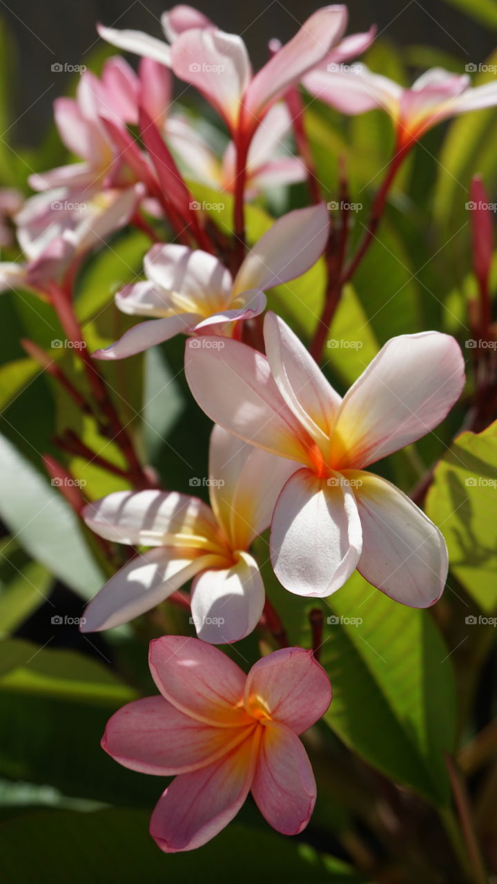 Frangipani flower plant