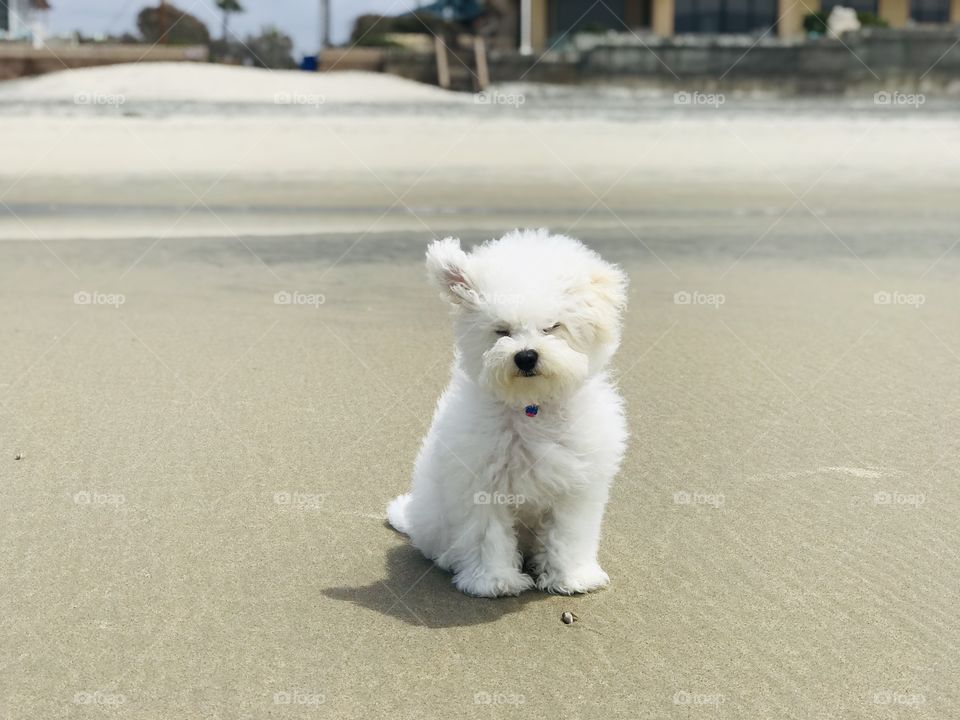 It’s a windy day on the coast! The wind has caught this little puppy’s ear as he’s resting on the sand.