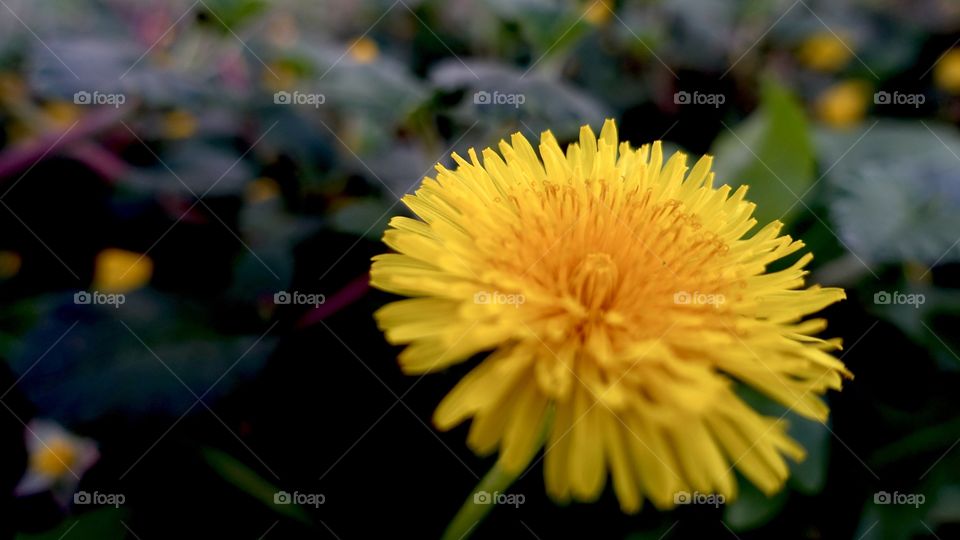 A dandelion in the garden.