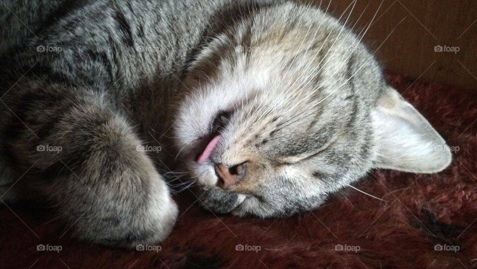 Sleeping Cat Tongue