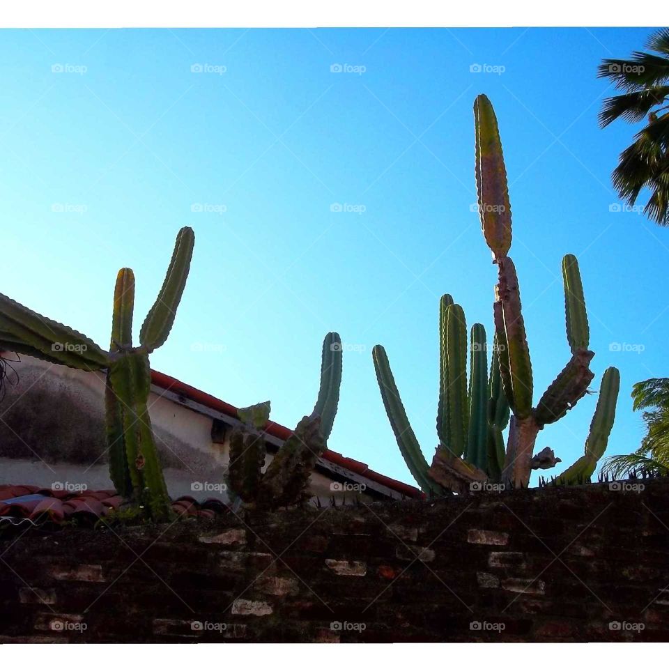 Cactus, Desert, Nature, Sharp, Dry