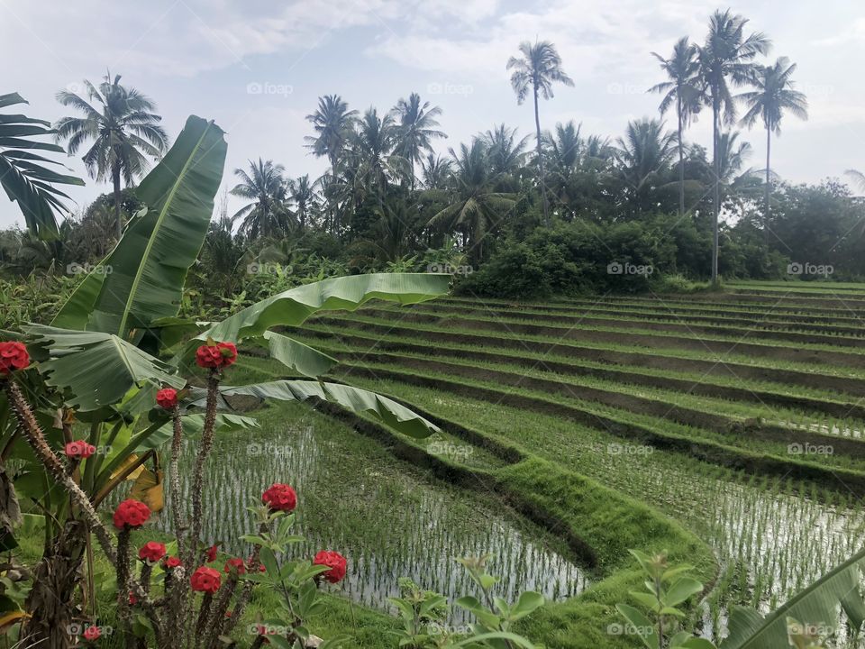 The amazing rice fields of Bali
