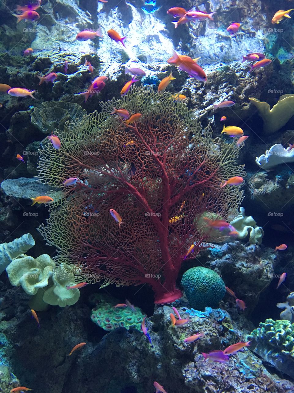 Underwater beauty 