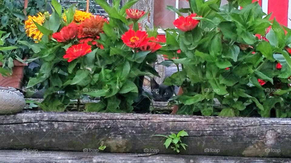 Peek-a-boo can you see me?  Stray kitty we call "Sassy "