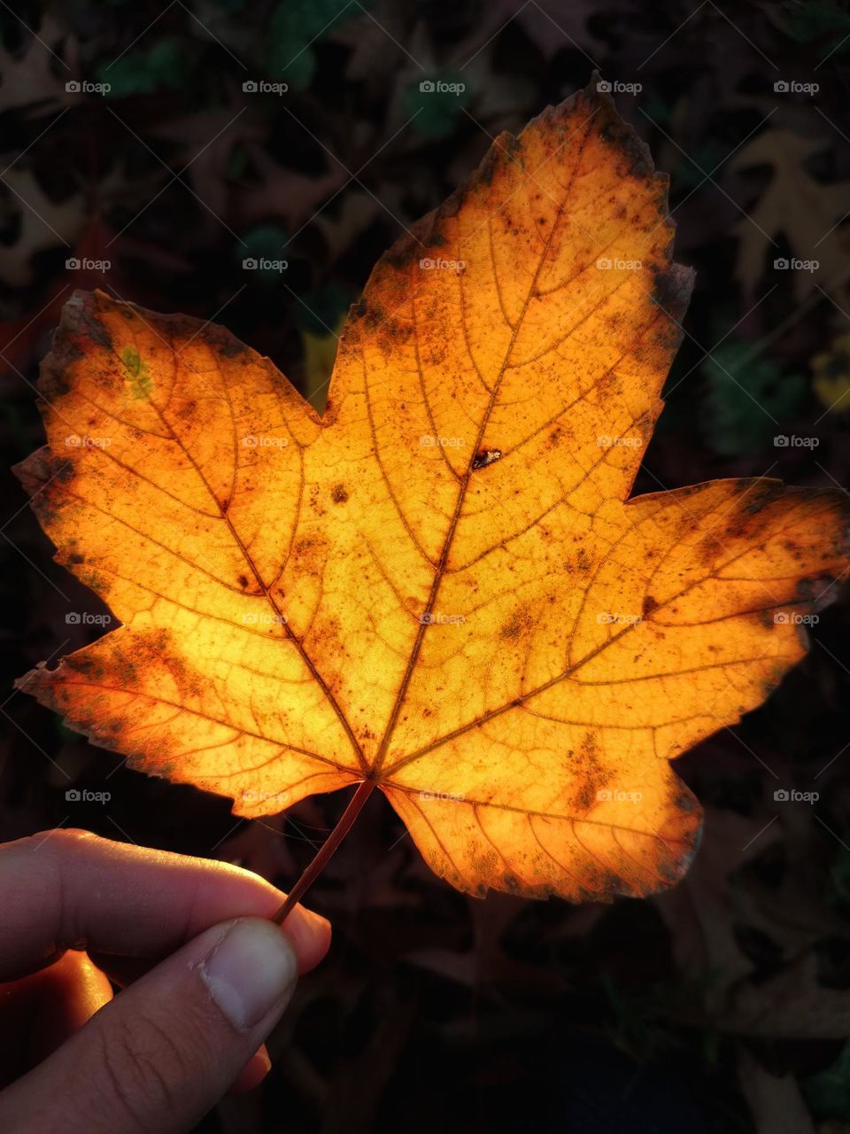 Autumn maple leaf in gold color