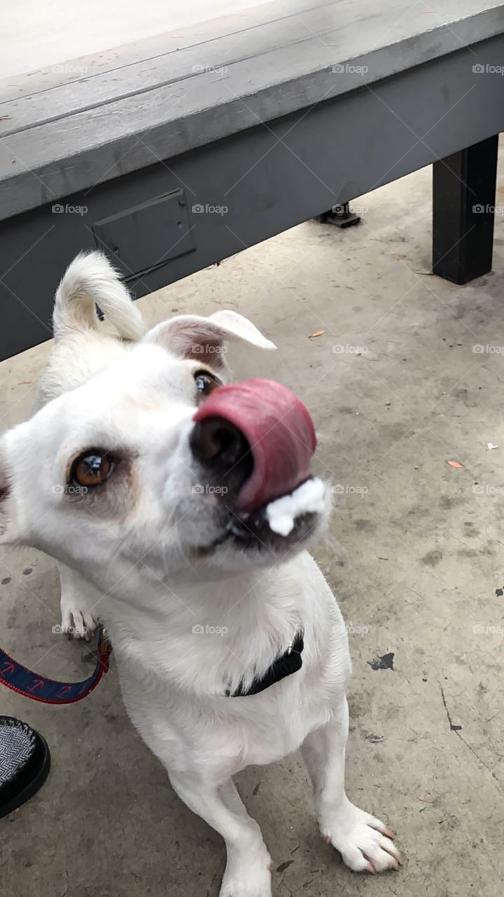 Dog with fur drinking Pup-a-Chino 