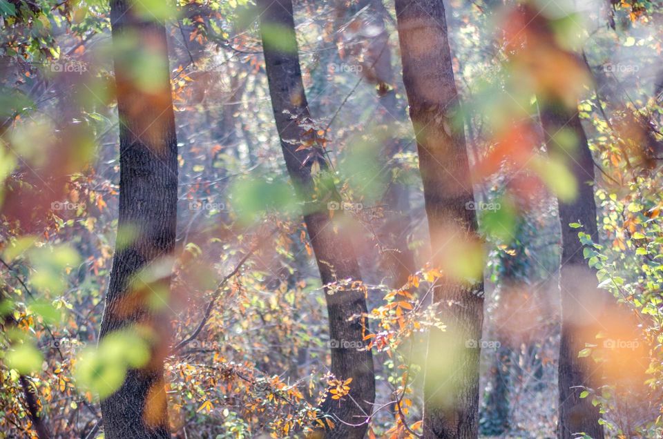 Magic Forest, Autumn leaves, Bulgaria