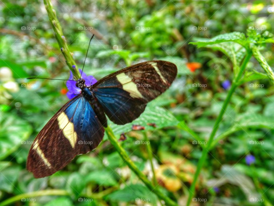 Colorful tropical butterfly