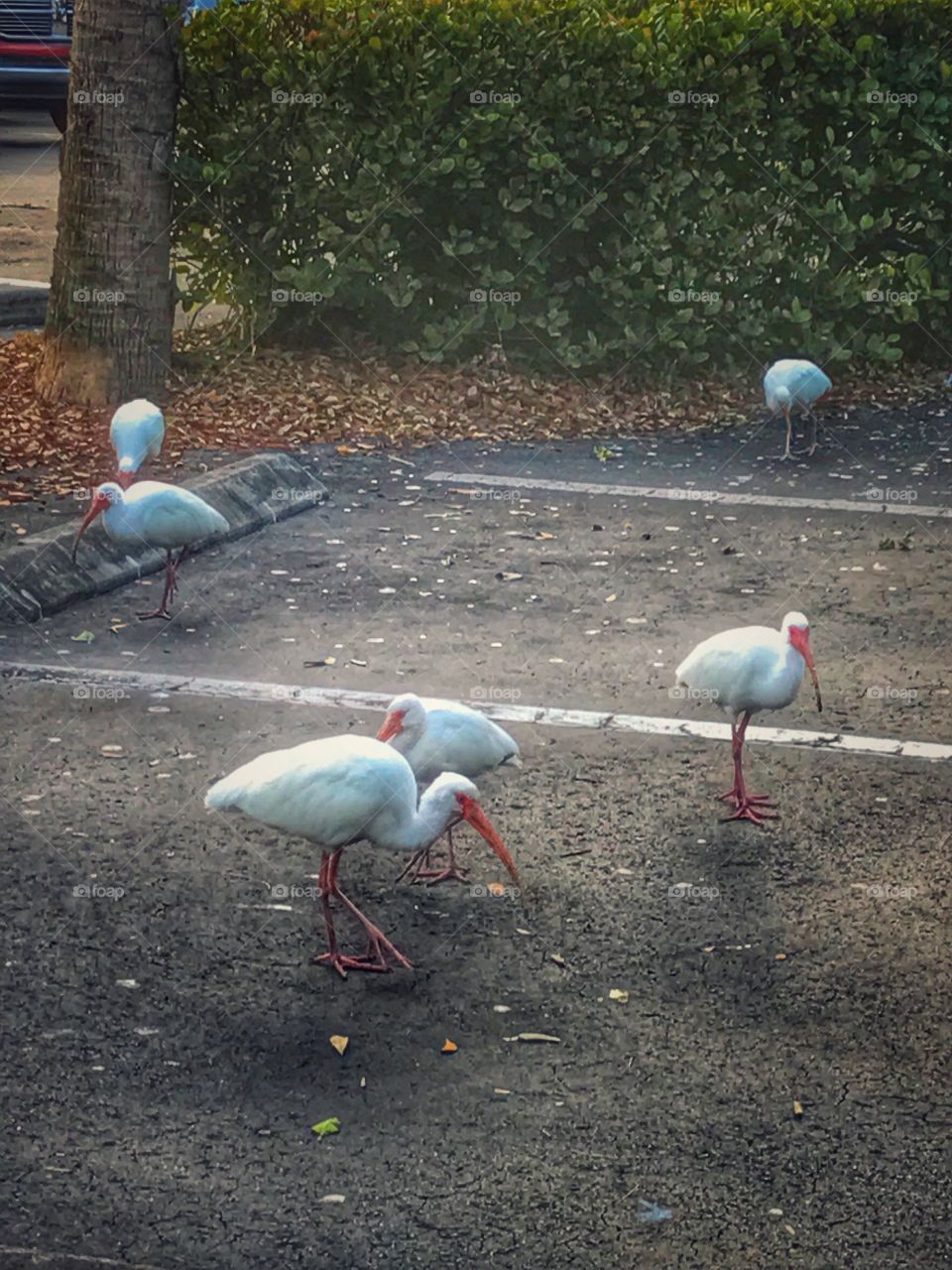 Flock Of Ibis Foraging In A Parking Lot