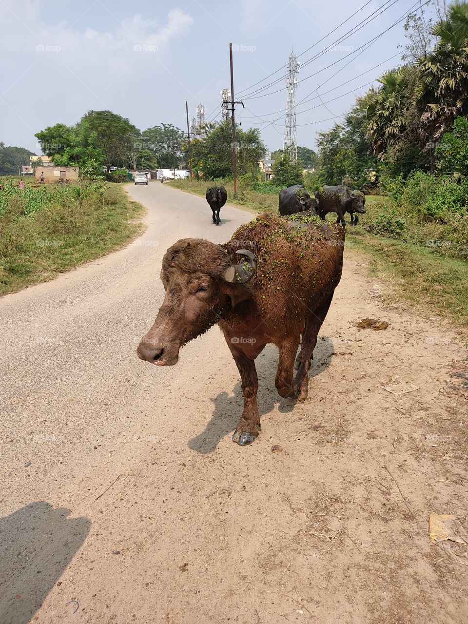 🤩beautiful brown buffalo🐃.