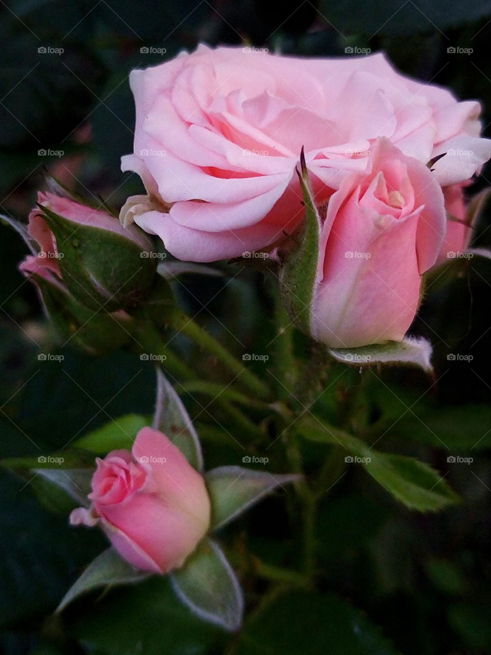 luxury roses in the garden