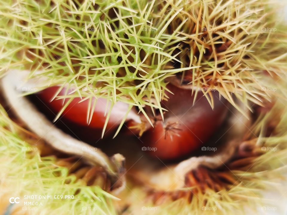 fruit and vegetable series