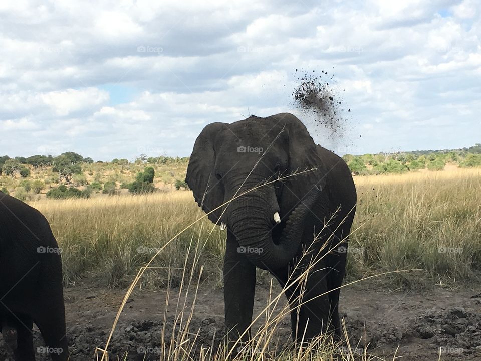 Elephant throwing dirt on its hide to keep the flys off