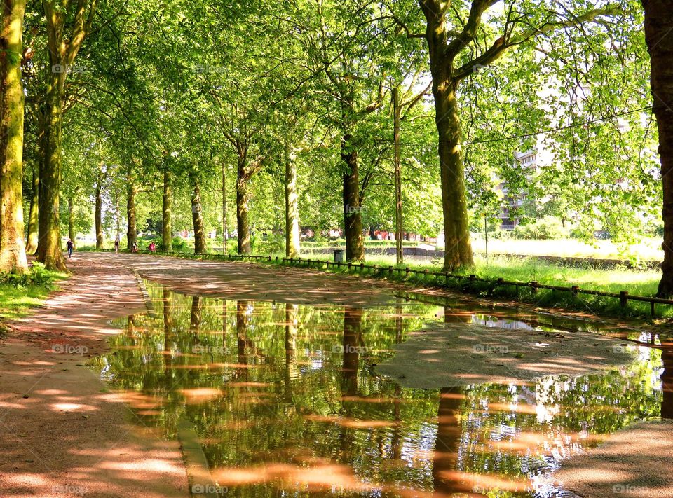 flood in the park