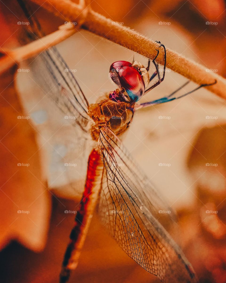 A dragonfly glowing   - under the autumn shades - 