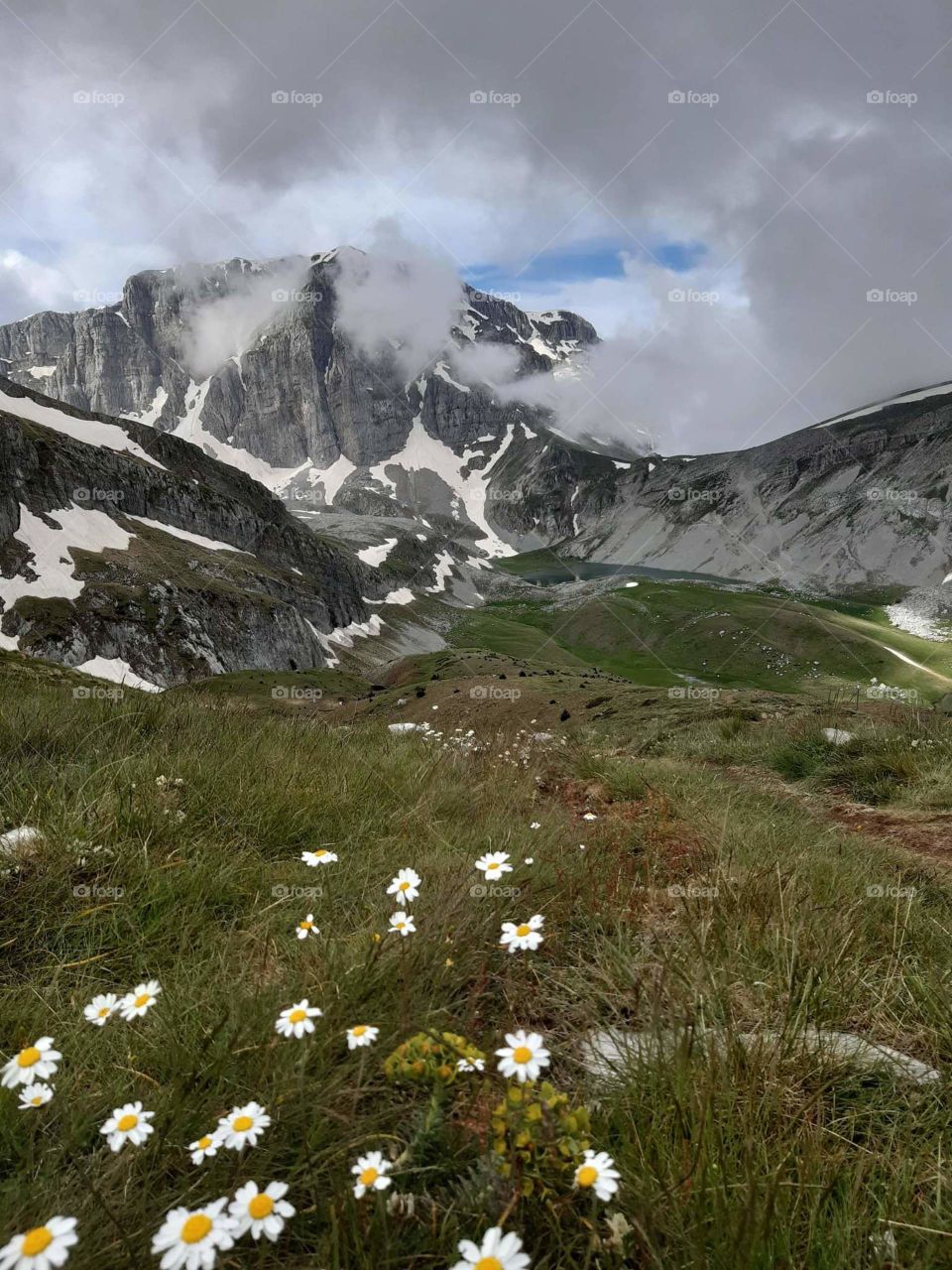 flowers in mountain