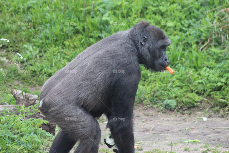 Gorilla eating a carrot / zoo