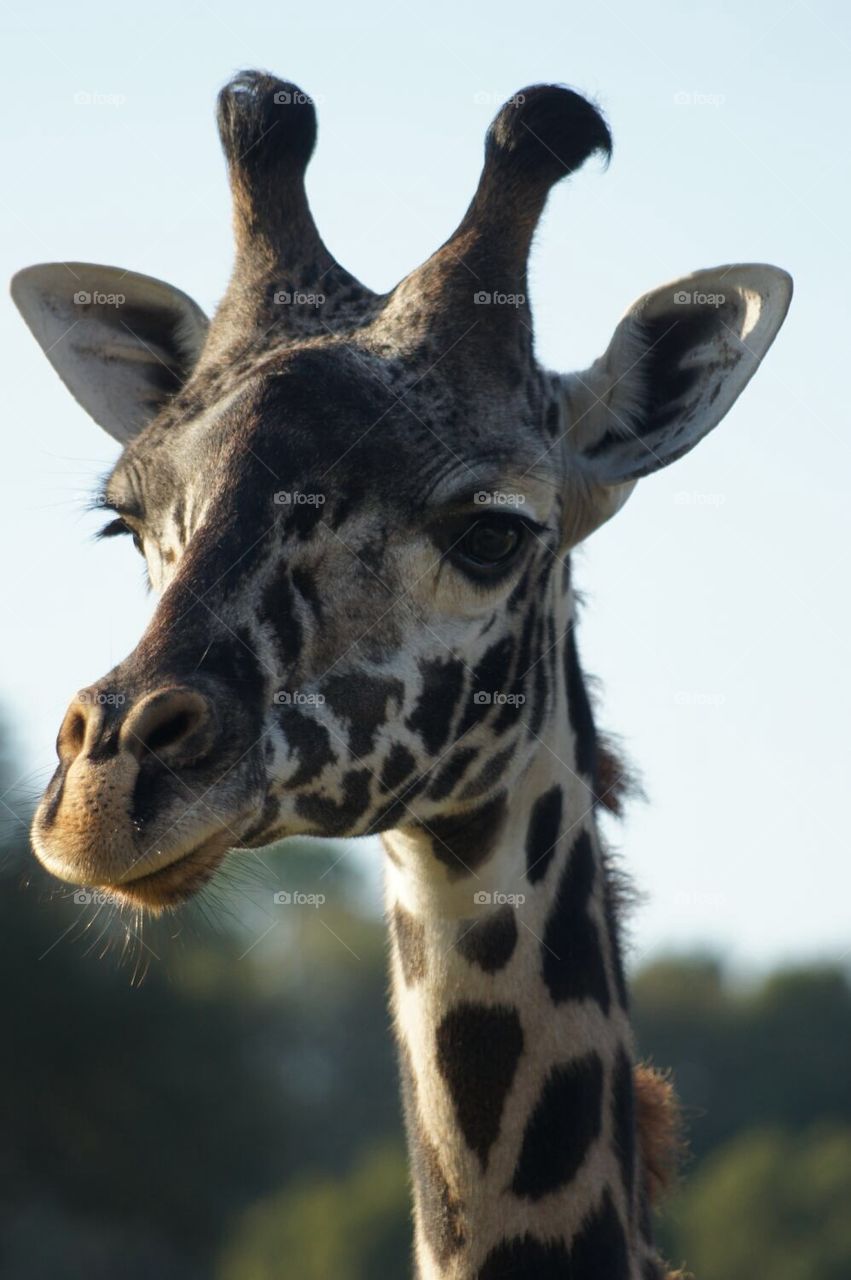 Masai giraffe face