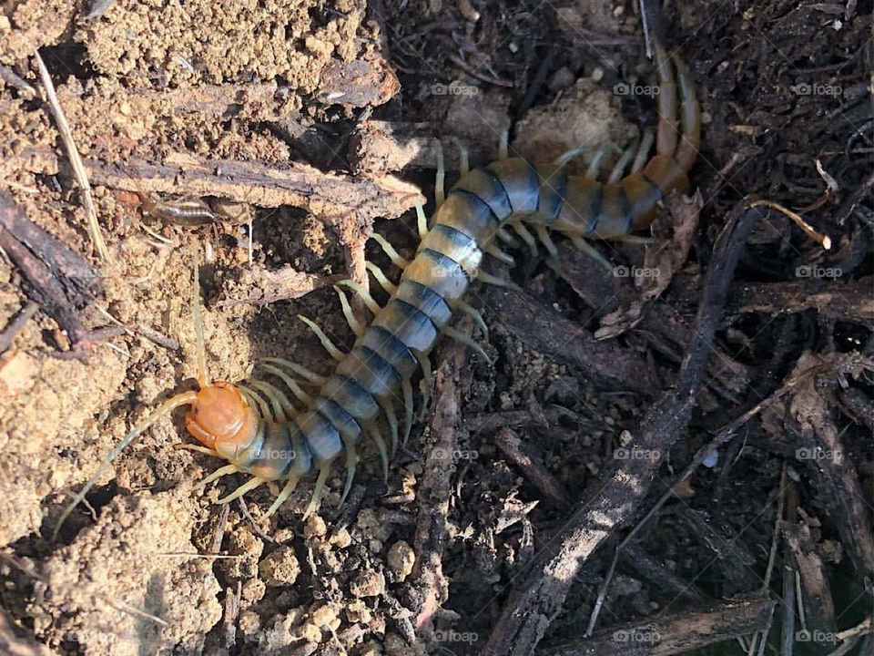 Giant Centipede from California 