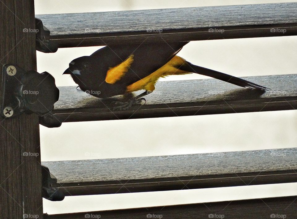 Colorful Bird On A Windowsill. Exotic Oriole In Cancún Mexico
