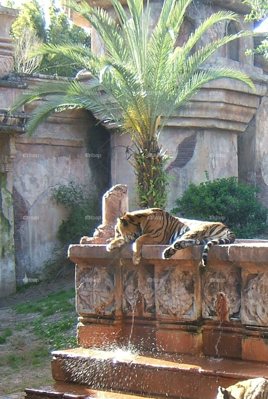 tiger in repose