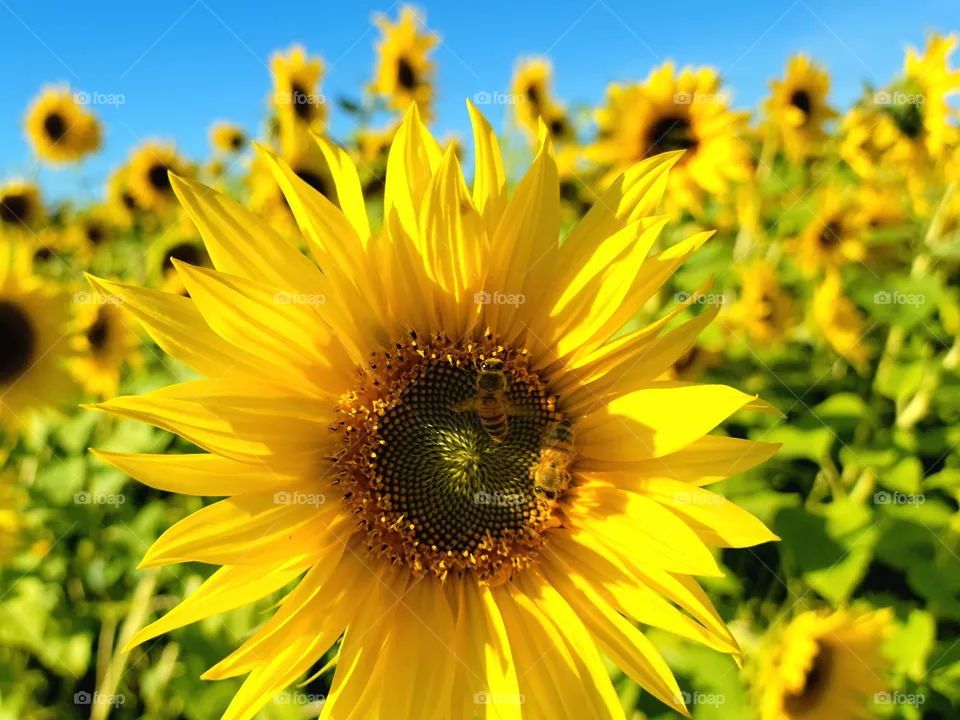 sunflowee
