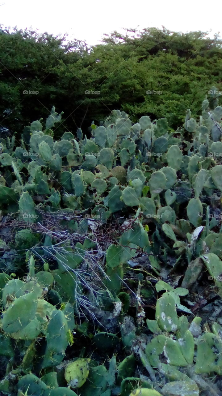 cactus