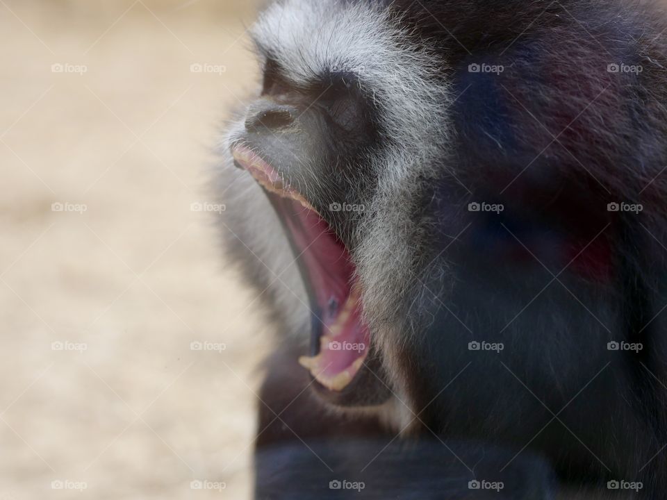 Yawning Monkey Scream