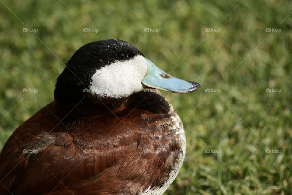 A blue billed duck 