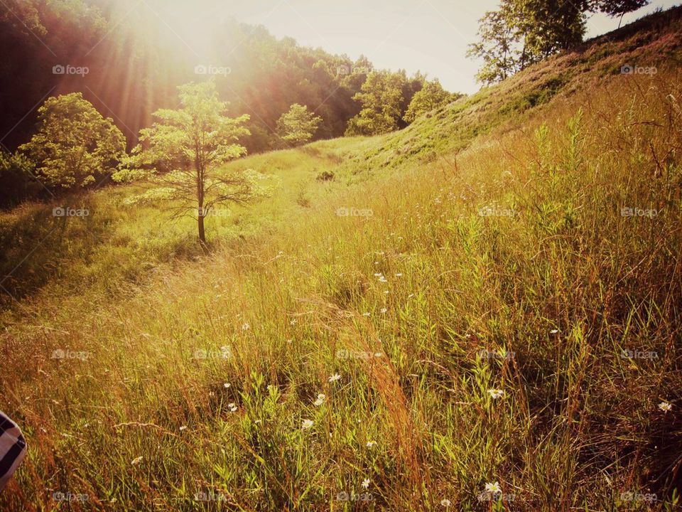 Sunny Field