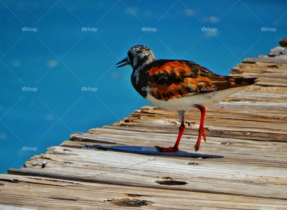 Killdeer On A Pier