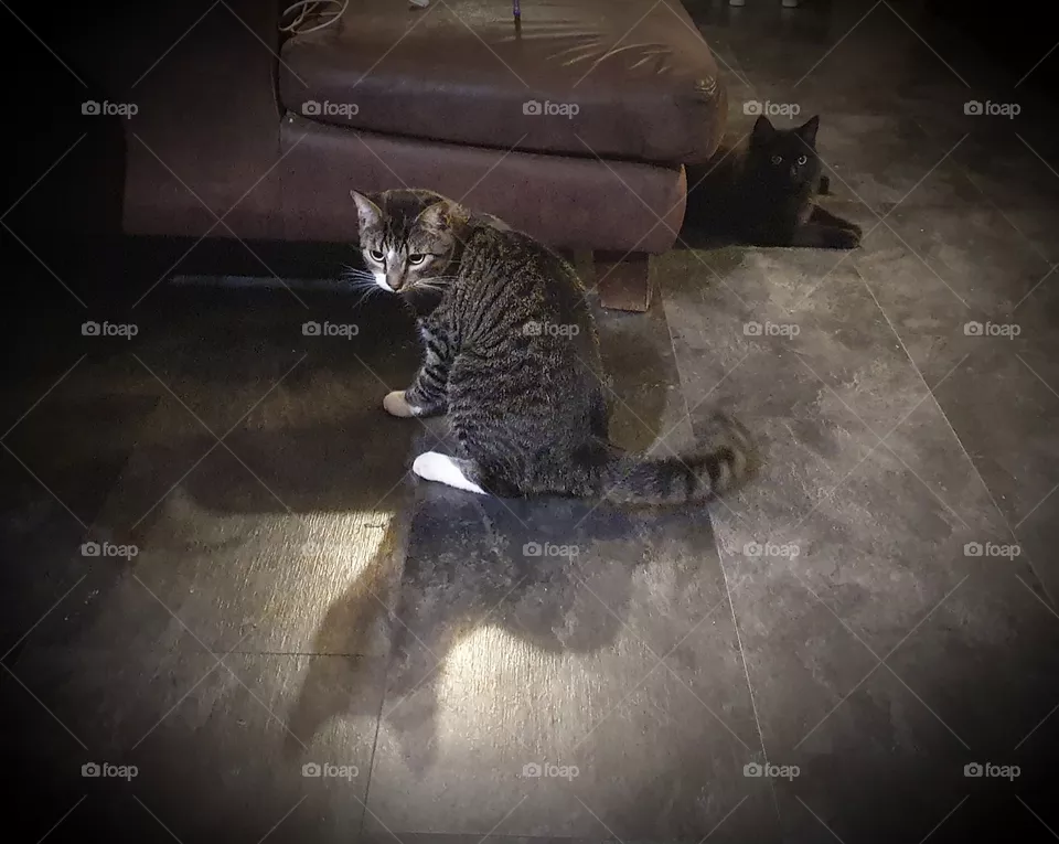 Tiger and Xena the house cat